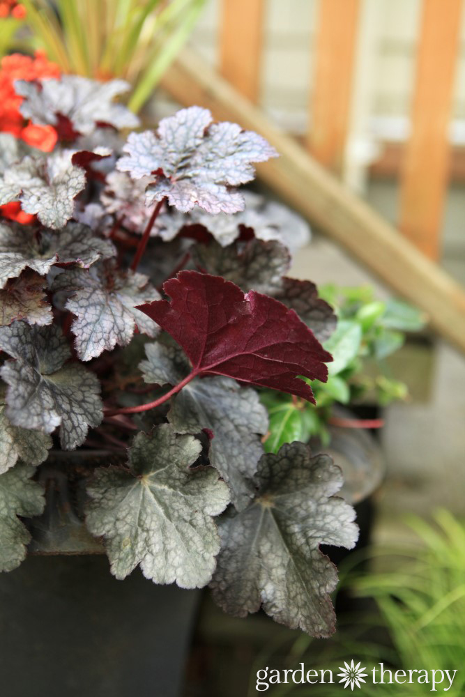 Plants and container design to brighten up the shade. These plants are bursting with color and well-suited to shady conditions.