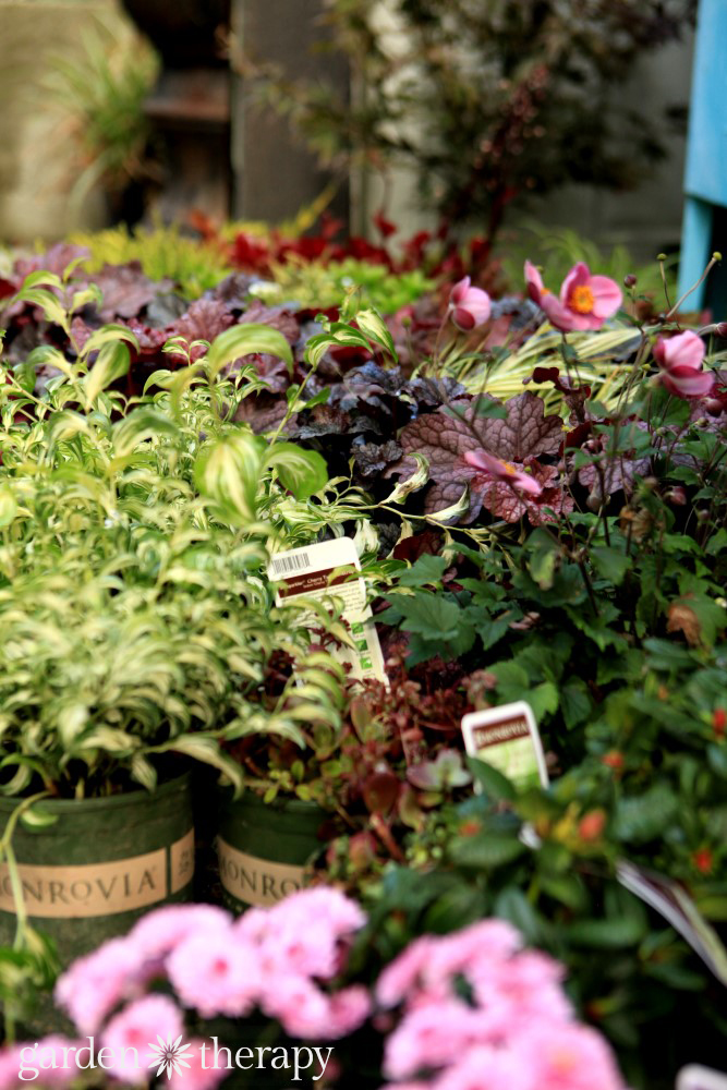 Colorful Fall Containers Made for the Shade