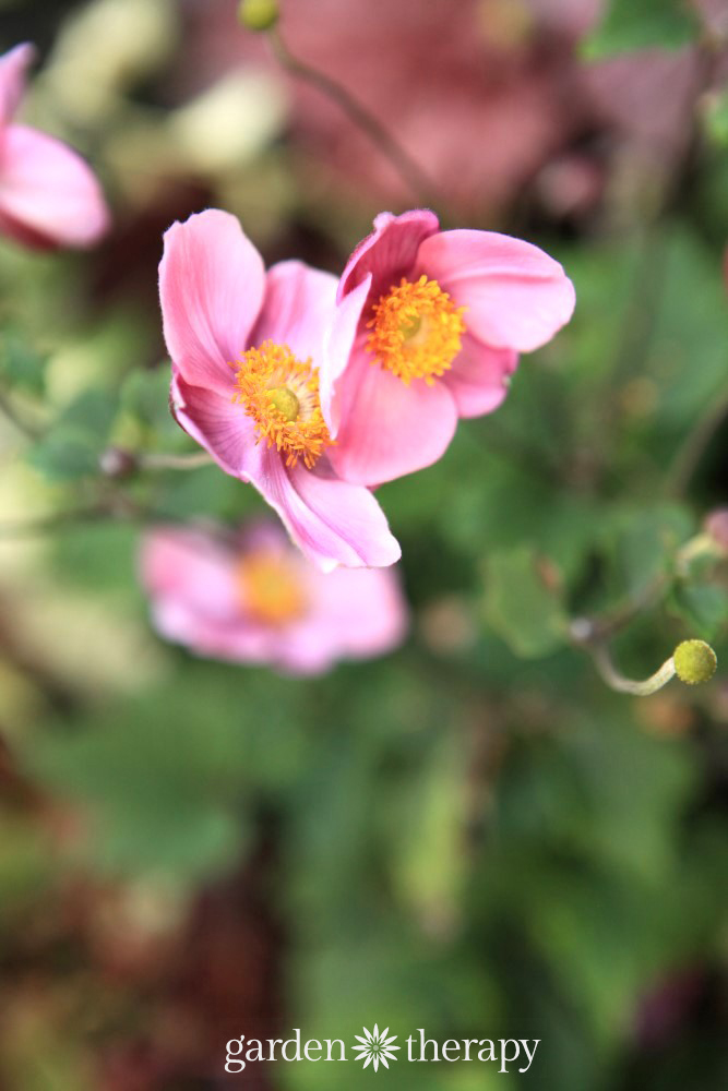 Japanese Anemone - Plants and container design to brighten up the shade. These plants are bursting with color and well-suited to shady conditions. 