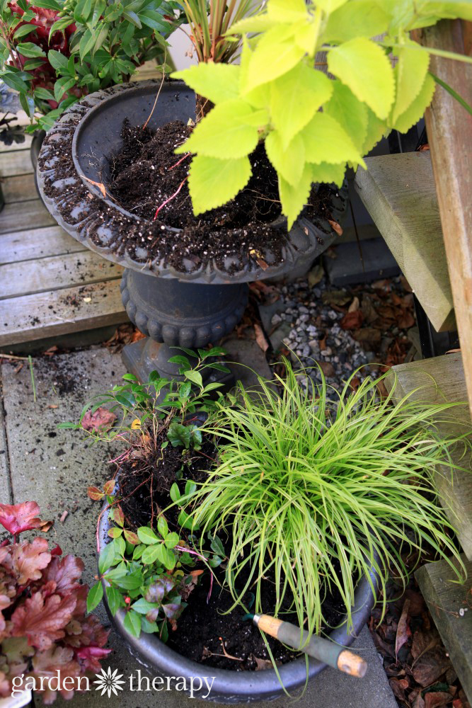 Plants and container design to brighten up the shade. These plants are bursting with color and well-suited to shady conditions. 