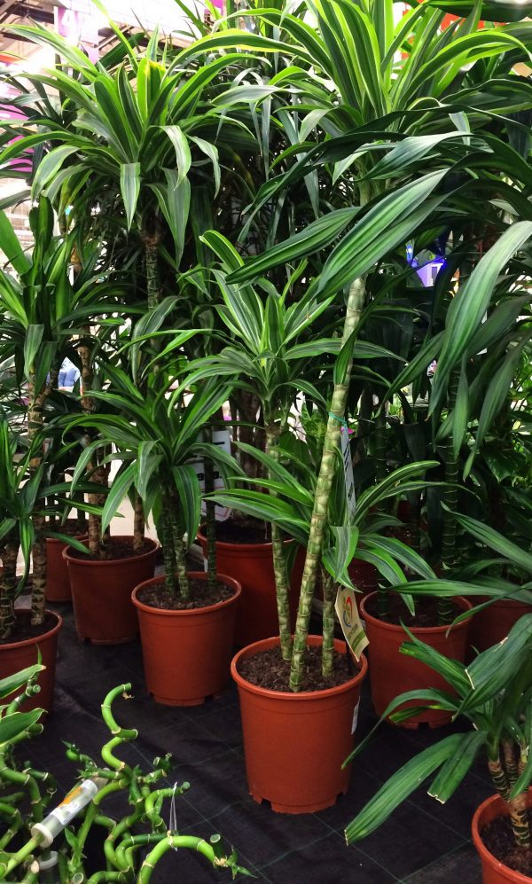 Corn plant thriving in low light.