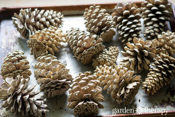 Drying pinecones in the oven