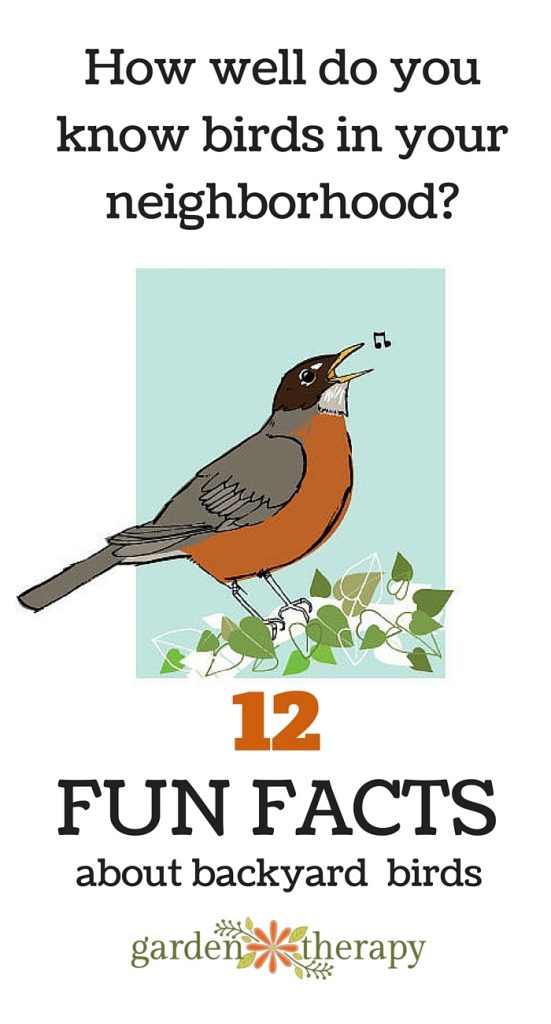 Get to know your backyard birds with these fun facts!