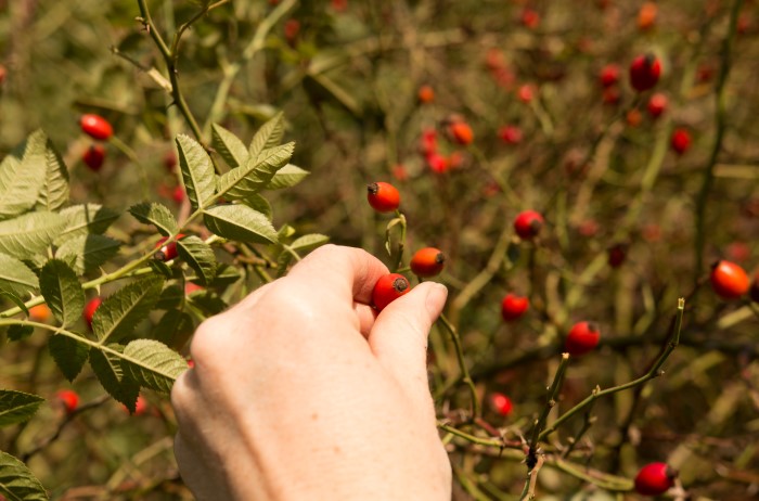 hand picking fresh rose hips for herbal tea in autumn