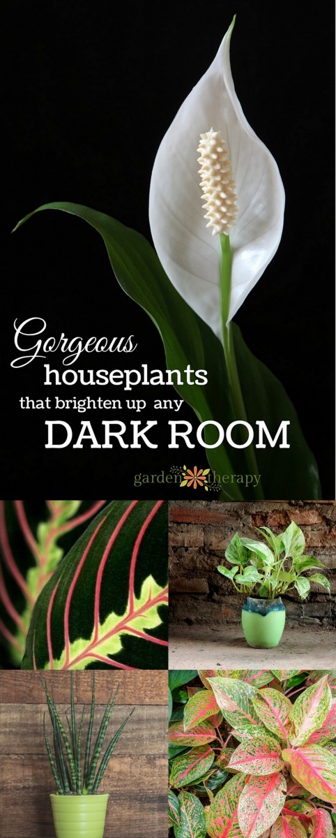 Gorgeous Indoor Plants that LOVE the Dark