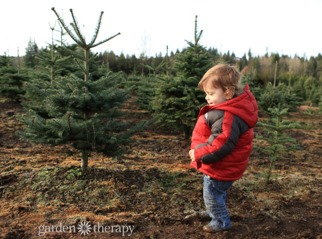 How to choose a perfect Christmas tree