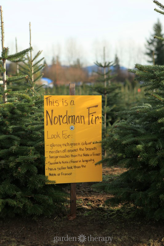 Nordman Fir sign at Christmas tree farm for types of Christmas trees