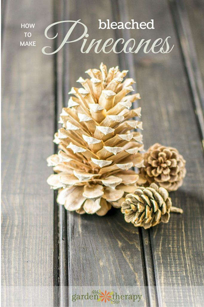 How to Make GORGEOUS Bleached Pinecones