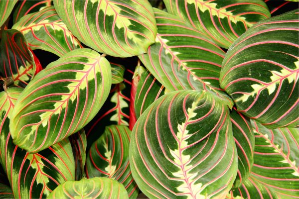 Prayer plant with green leaves and red markings