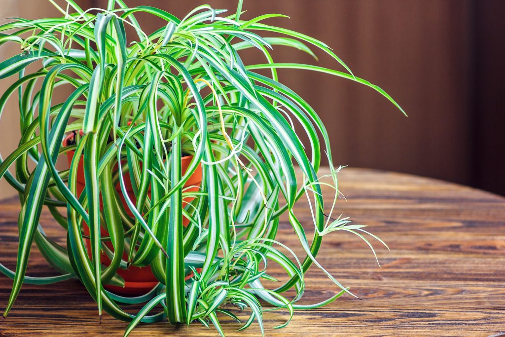 Spider plant with low light setting