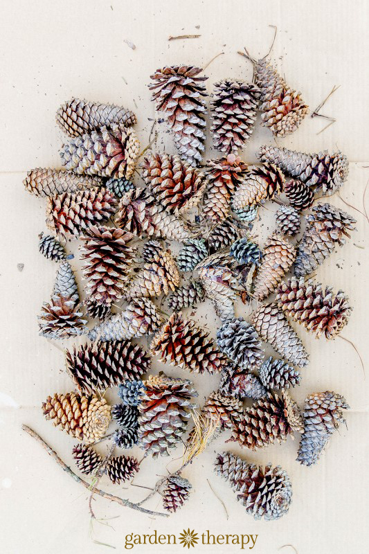 Unbleached Pinecones