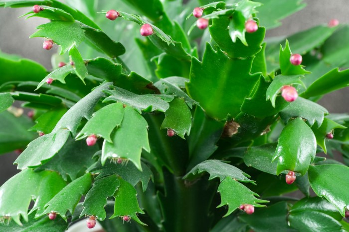 Thanksgiving cactus buds