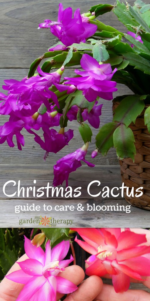 How to care for your Christmas Cactus