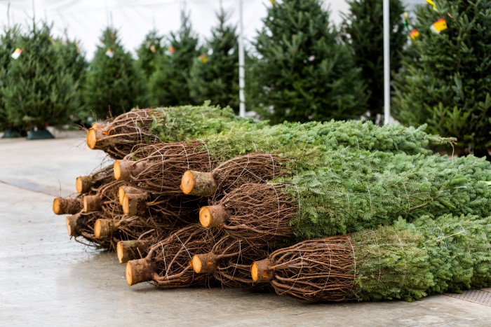 Christmas Tree Care: How to Care for a Fresh Christmas Tree