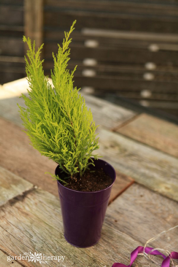 Lemon Cypress planted slightly sideways in a purple pot for a mini Grinch tree