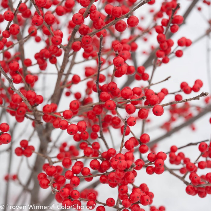 berry poppins winterberry