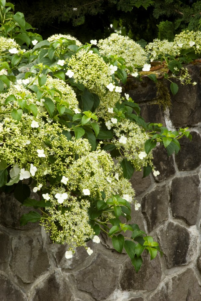 climbing hydrangea