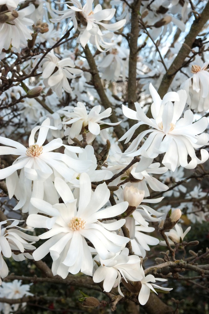 royal star magnolia