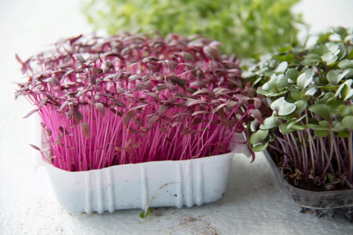 beet sprouts blooming