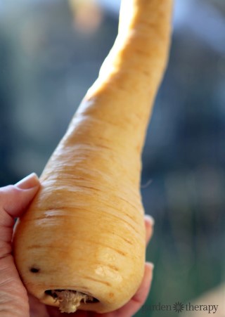 Ugly Parsnip (to be transformed!)