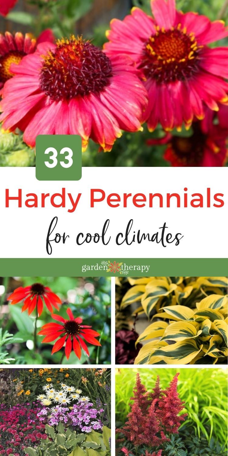 33 perennials that work well in cool climates