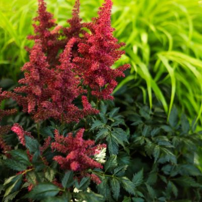 astilbe and Japanese forestgrass