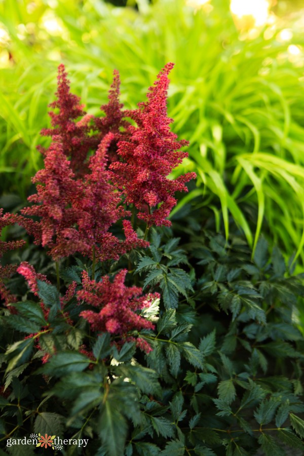 astilbe and Japanese forestgrass 