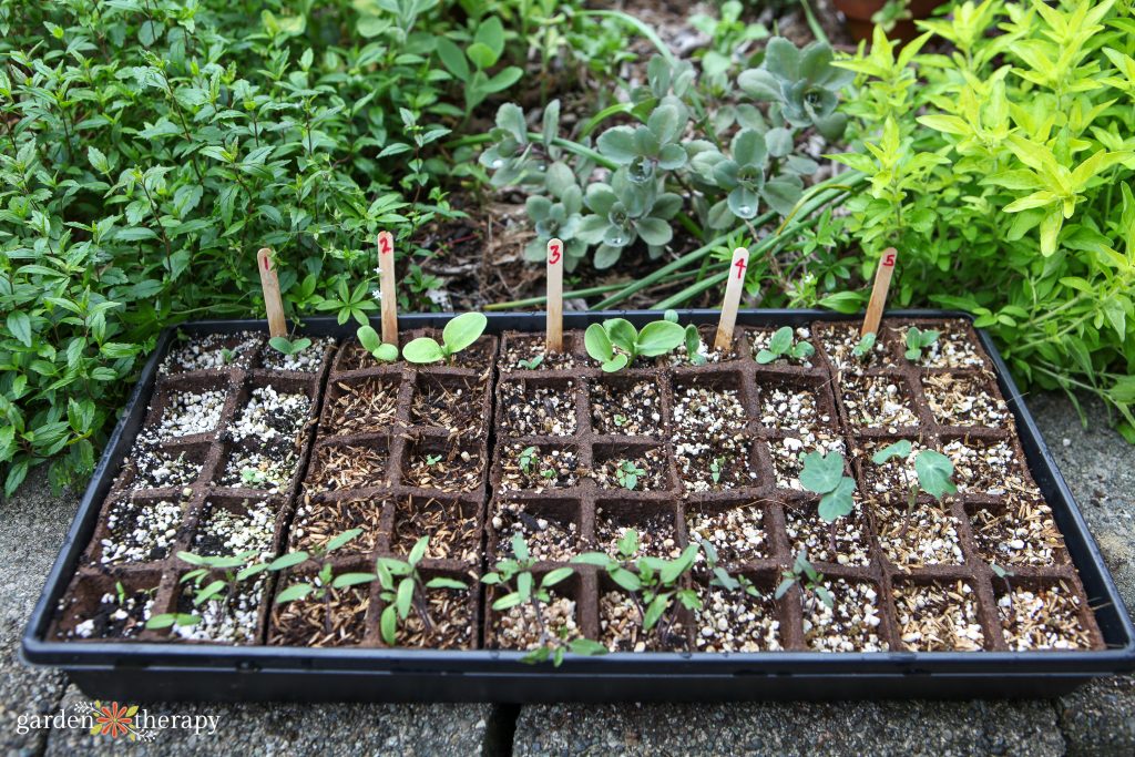 how to care for seedlings