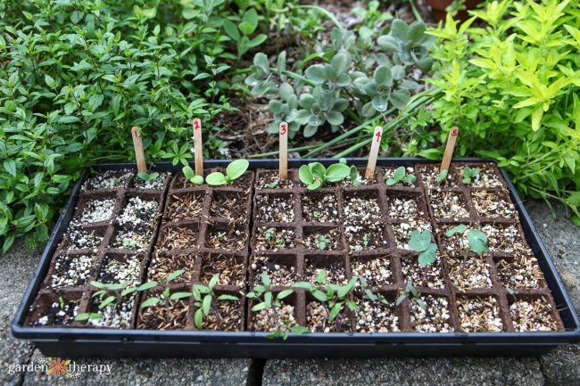 container with seedlings and soil markers