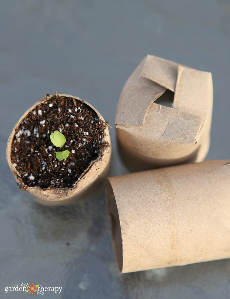 Seedling growing in a toilet paper tube