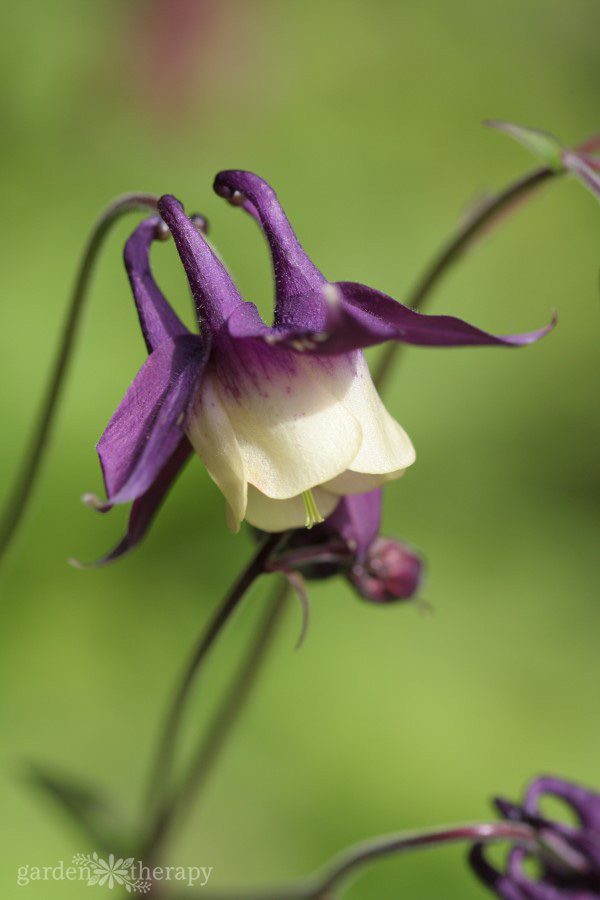 purple columbine flower