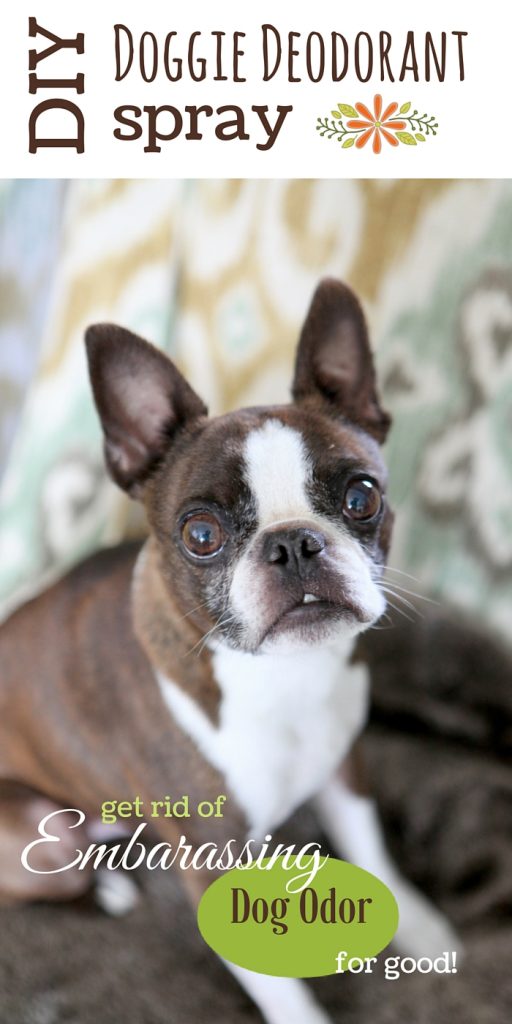 Dog deodorant shop pets at home