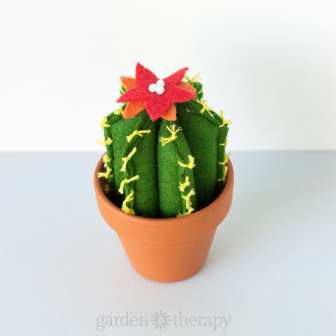 Potted felt cactus with blooms 