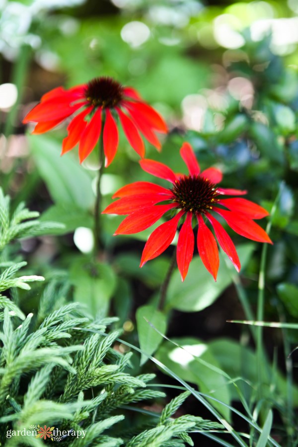 bright red echinacea flowers