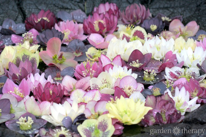 Growing Hellebores Essential Guide (1)