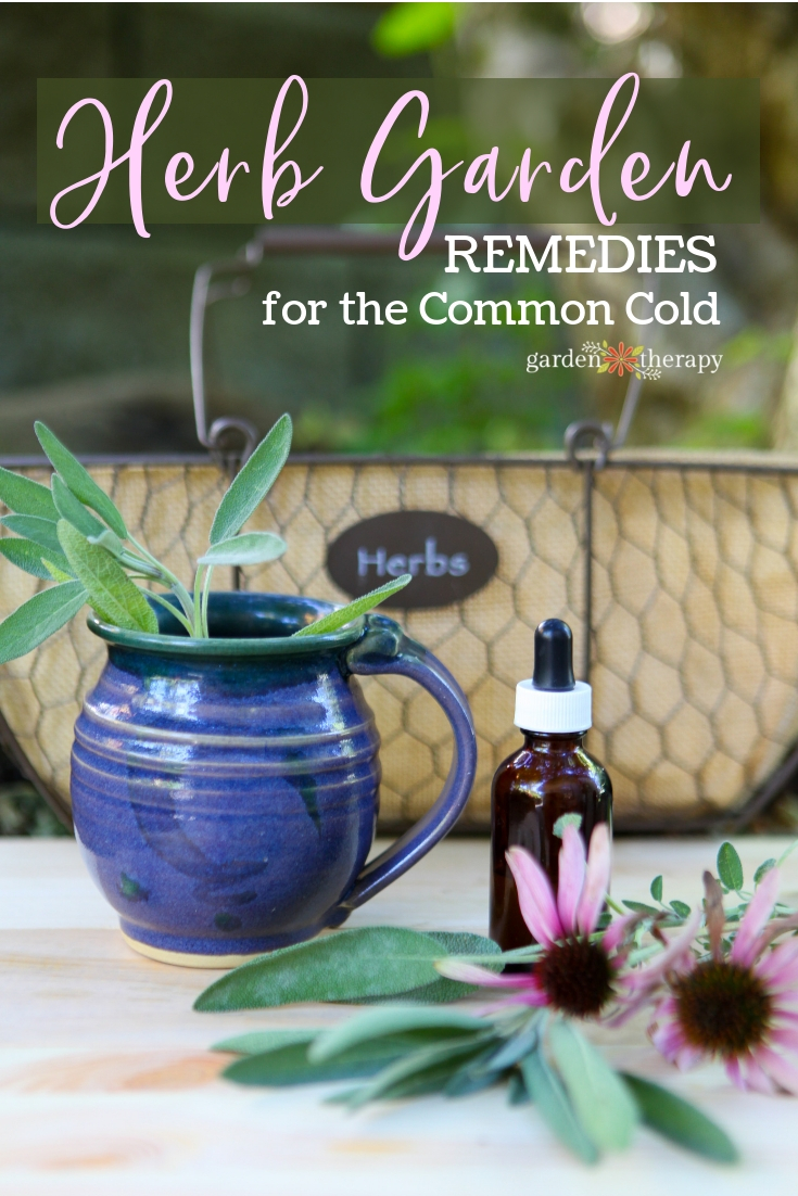Herb Garden Remedies for the Common Cold. Echinacea, sage, and more