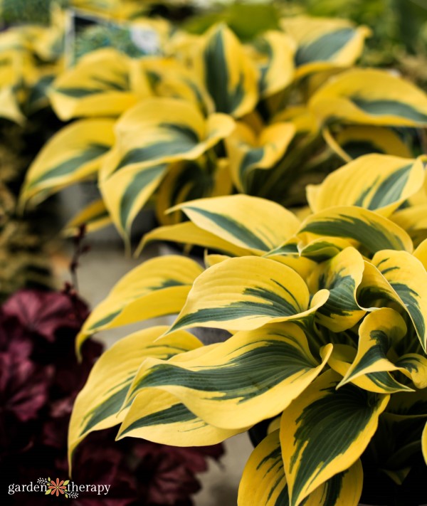 golden hosta