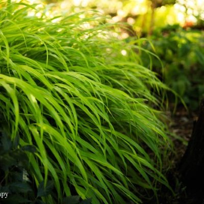 japanese forest grass