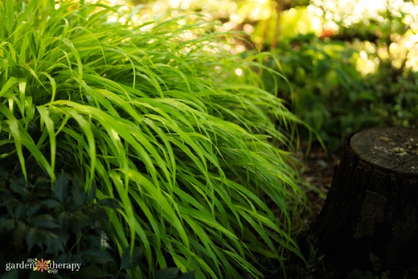 japanese forest grass