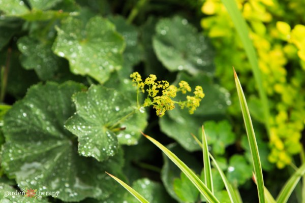 lady's mantle is a hardy perennial that thrives in shade