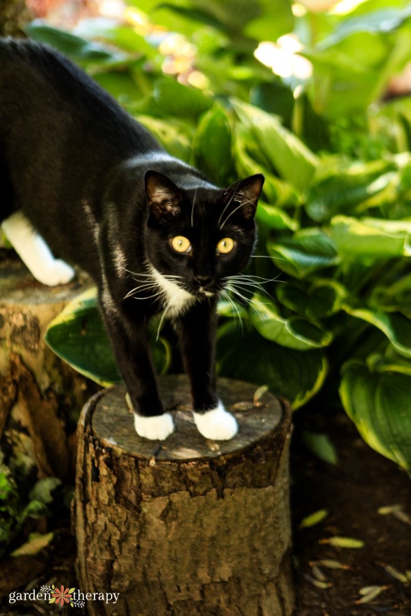 cat standing next to house plants