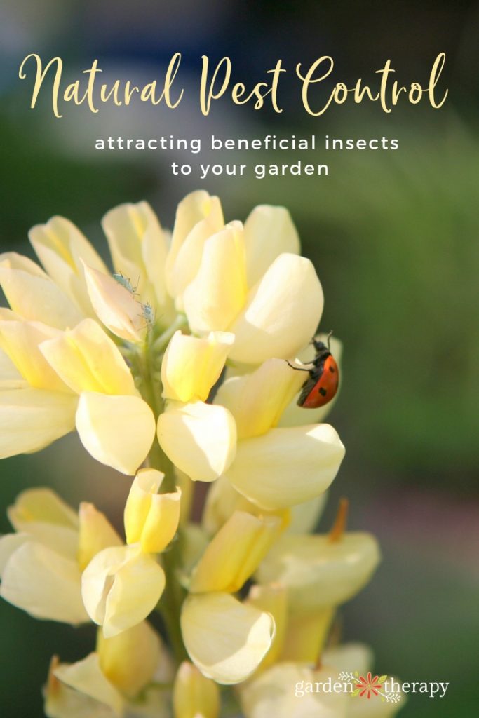 Natural Pest Control Attracting Beneficial Insects To Your Garden