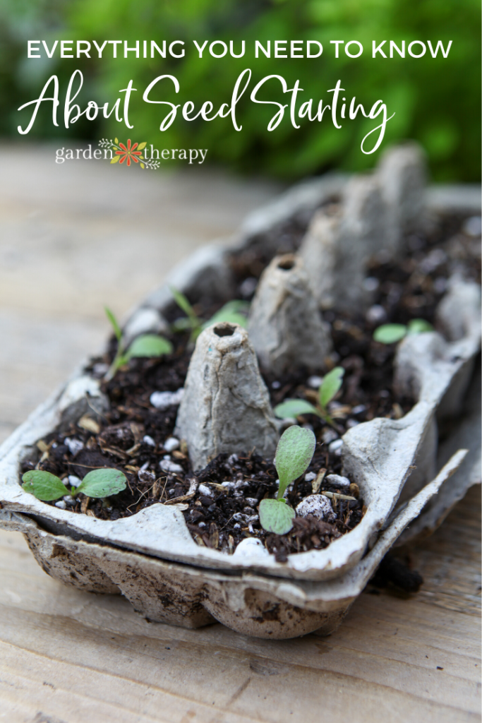 Egg carton with seedlings and soil