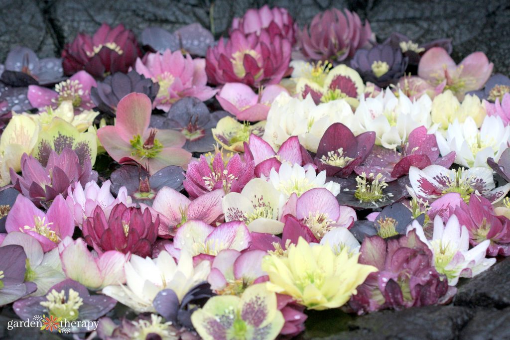 close up of a variety of hellebore flowers