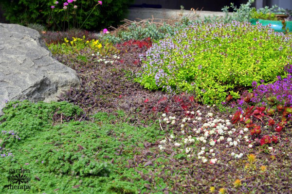 Carpet gardening with groundcovers