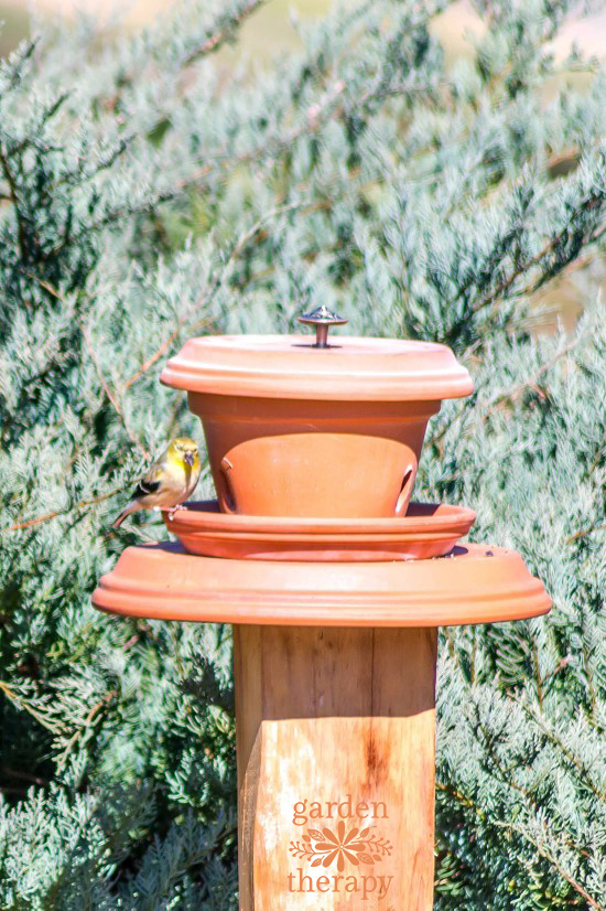 Put Backyard Birds On A Pedestal With This Flowerpot Bird Feeder