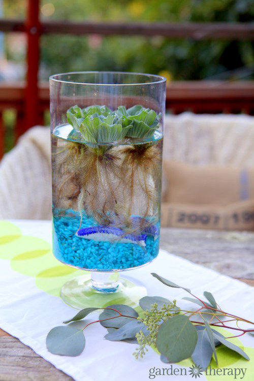 DIY indoor water garden in a vase