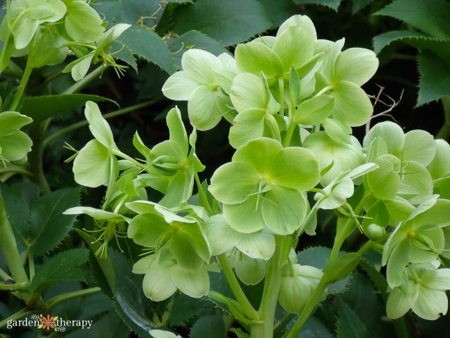 green hellebores growing together