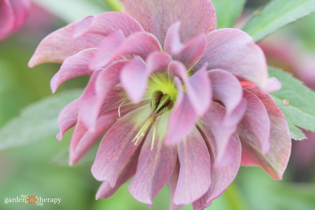 Full pink hellebore with yellow center