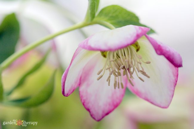 Pink and white hellebore